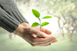 Young plant in human hands