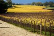 Photo: Napa Valley Napa Valley