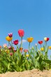 Blühendes Tulpenfeld, Tulipa, Frühlingsboten, Frohe Ostern