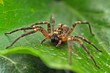 wolf spider on leaf