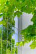 mirror nature