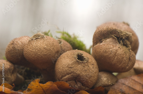 Photo: fuzz-ball fuzz-ball