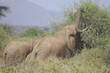 African bush elephant in Masai Mara, Kenya
