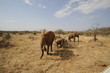 African bush elephant in Masai Mara, Kenya