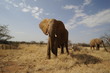 African elephant in the Masai Mara Park, Kenya