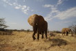 African elephant in the Masai Mara Park, Kenya