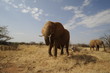 African elephant in the Masai Mara Park, Kenya