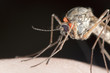Mosquito with parasite sucking blood