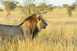 Lion du Kalahari Lion du Kalahari