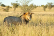 Lion du Kalahari
