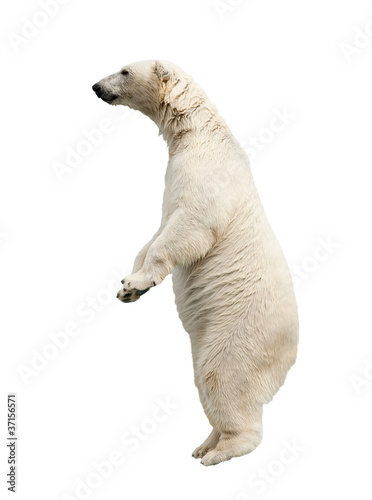 Photo: Standing polar bear Standing polar bear
