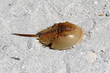 Horseshoe Crab on a white sand beach, Sanibel Island Florida