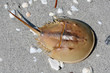 Horseshoe Crab on a white sand beach, Sanibel Island Florida