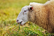 sheep feeding on long grass