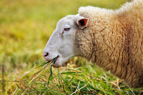 Foto: sheep feeding on long grass sheep feeding on long grass