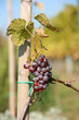 wine graves