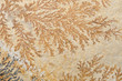 Detail Mineral Solnhofer Plattenkalk, Dendriten (Eisen, Mangan)