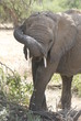 African elephant in the Masai Mara Park, Kenya