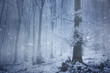 snowfall in magical forest with huge tree in winter