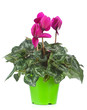 Cyclamen persicum