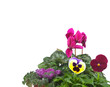 Fiori di primavera