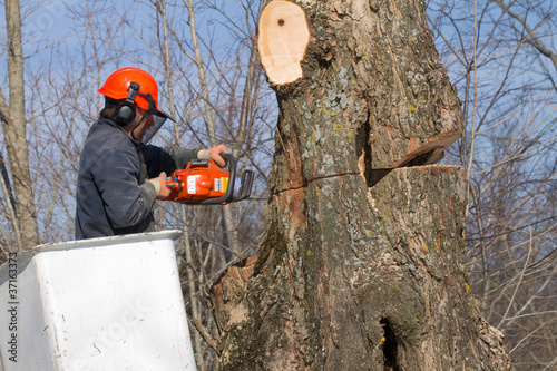 Photo: Tree Trimmer at Work Tree Trimmer at Work