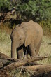 A young african elephant & kingfisher in the Masai Mara, Kenya
