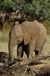 A young african elephant & kingfisher in the Masai Mara, Kenya