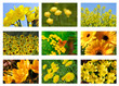 Gelbe Blüten