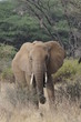 African elephant in the Masai Mara Park, Kenya