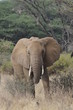 African elephant in the Masai Mara Park, Kenya