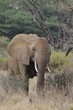 African bush elephant