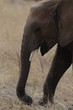 African elephant in the Masai Mara Park, Kenya