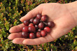 cranberries in hand cranberries in hand