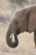 African elephant in the Masai Mara Park, Kenya