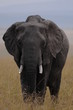 African bush elephant