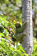 A Three-toed Sloth