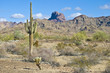 Arizona desert with Saguaro