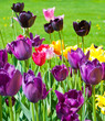 The multi-colored tulips