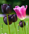 The multi-colored tulips