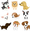 Dog breeds