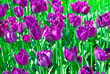 The purple tulips