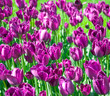 The purple tulips