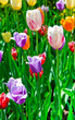 The multi-colored tulips