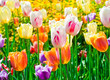 The multi-colored tulips