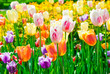 The multi-colored tulips