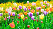 The multi-colored tulips, spring day