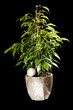 ficus in the pot