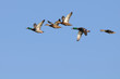 Mallards in flight