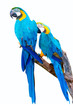 Parrots on White